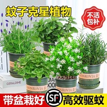 ���ӿ���ֲ��������ò�ֲ�������҃ȱ��ɷNֲ���ʳ�÷����x�Gֲ