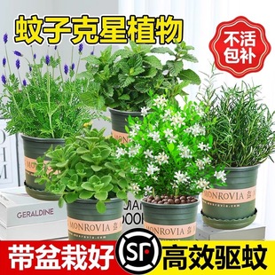 ���ӿ���ֲ��������ò�ֲ�������҃ȱ��ɷNֲ���ʳ�÷����x�Gֲ