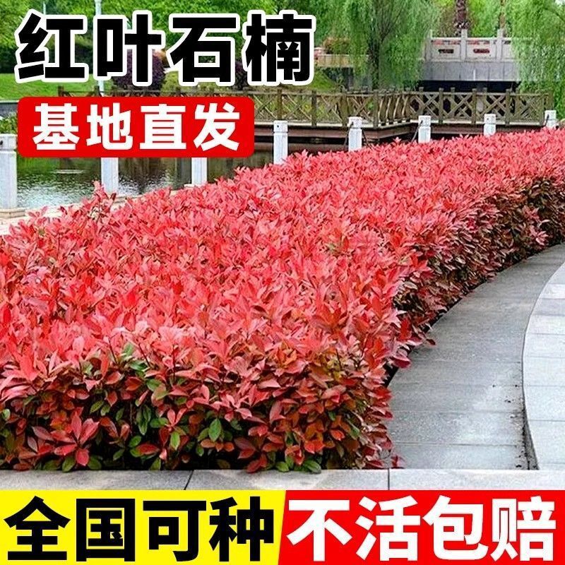 红叶石楠苗红花继木金森女贞绿化树苗红庭院植物篱笆苗木树小苗球