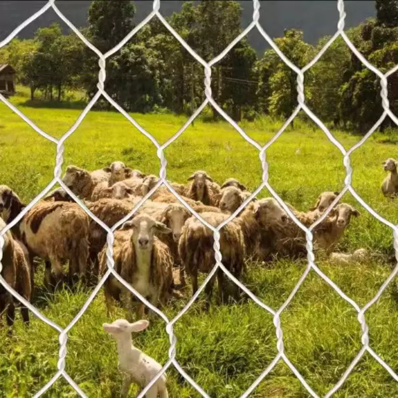厂家现货镀锌铁丝网大拧花六角网圈鸡网畜牧养殖网圈羊网草原网