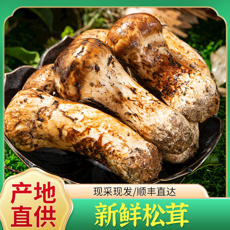 新鲜松茸2025四川小金松茸四川特产现采现发未开伞松茸食用批发