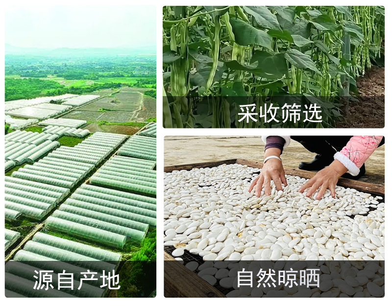 White Kidney Beans (Phaseolus vulgaris) — Dried Food Herb, 500g Bulk for Soups & Teas in use