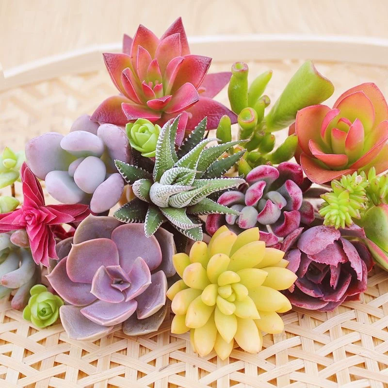 Комбинация суккулентов в горшках для начинающих, легко выращиваемые высококачественные наборы суккулентов, офисные цветы, маленькие горшечные растения, ленивые растения.