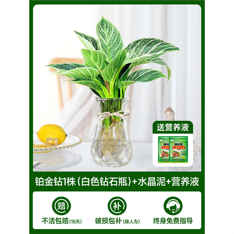 백금 다이아몬드 1개(투명 다이아몬드 병) + 크리스탈 머드 + 영양액 2개