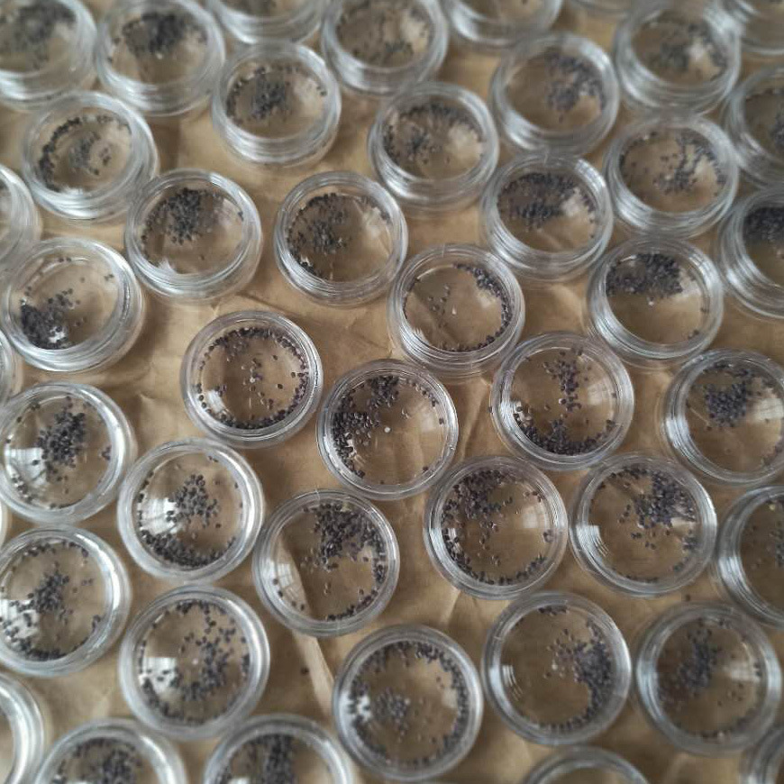 蚕种蚕卵幼儿园三年级学生科学课用品养蚕套装宠物蚕宝宝100粒