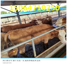 利木赞母牛繁殖 西门塔尔牛1到4代 山东利木赞牛养殖场