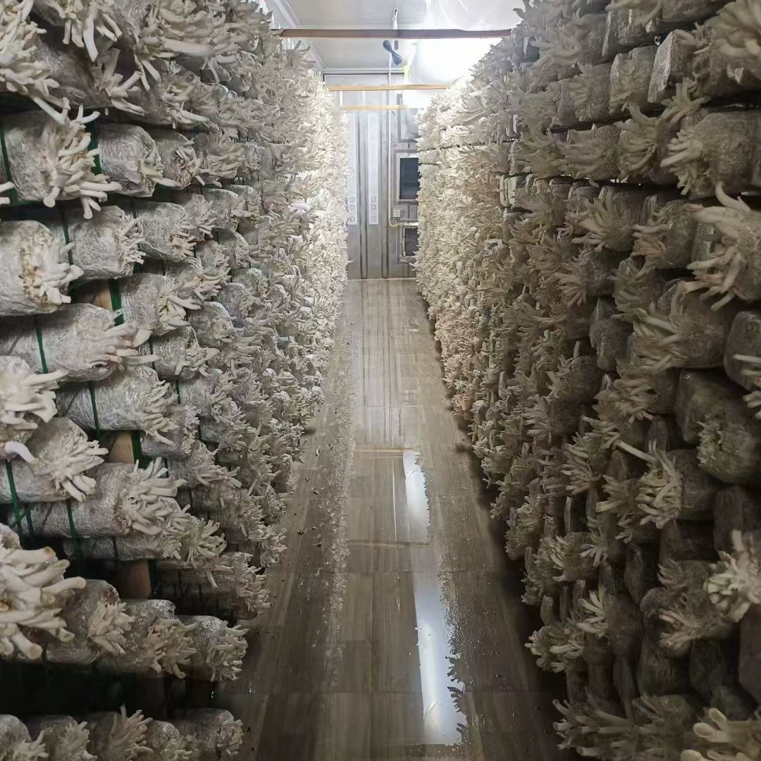 Стойка для выращивания съедобных грибов, стойка для культивации, стойка для культивации в помещении для выращивания грибов, сетка для выращивания грибов, пластиковая сетчатая стойка