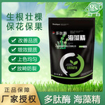 海藻精 马尾藻 生根 抗病 抗逆