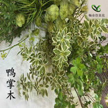 ����Gֲ����ľɭϵ�����������ðlؔ�~��ˇܛ��֦�b�[�����l