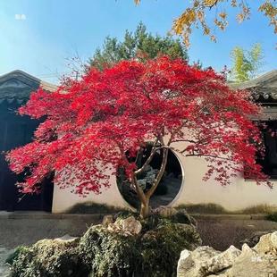 庭院绿化苗木红枫树苗红三季红红枫红舞姬美国红枫行道路-阿里巴巴