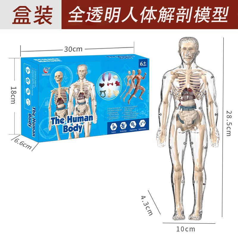 Modelo de estructura del cuerpo humano juguete para niños stem cognitivo ciencia y educación rompecabezas ensamblaje de órganos esqueleto esqueleto fabricante de estructura
