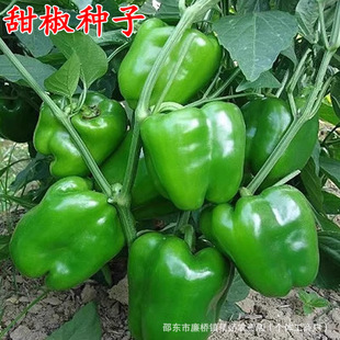 �𽷷N���ཷ�˽����\�������N���ļ����Բ���ͥԺ���＾�߲˷N��