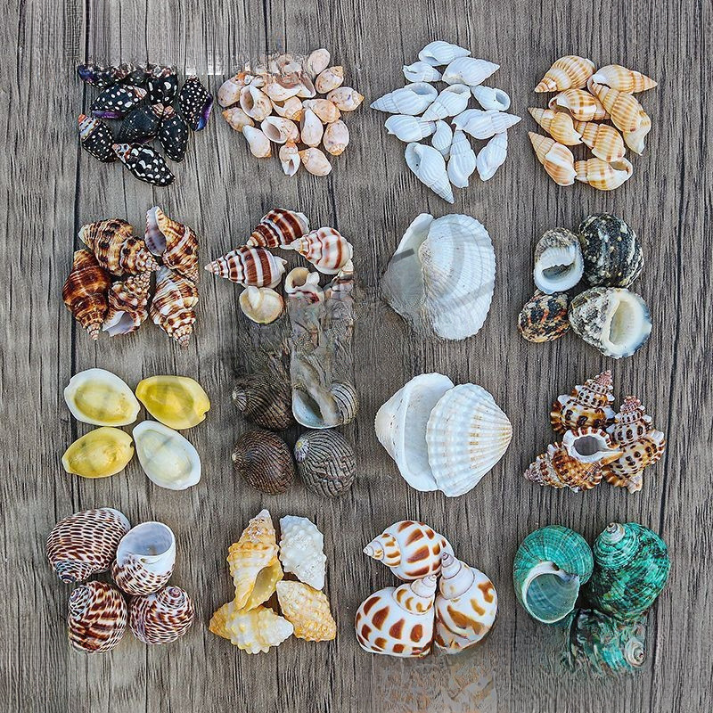 Natural Conch Shells Sold by the Pound, Small Starfish, Hermit Crab Replacement Shells, Fish Tank Landscaping, Drift Bottles, Handmade Painting Materials Natural Conch Shells Sold by the Pound, Small Starfish, Hermit Crab Replacement Shells, Fish Tank Landscaping, Drift Bottles, Handmade Painting Materials