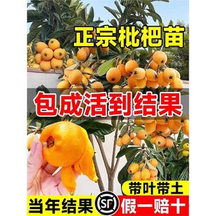 ���ڟo�����˘����޽Ӵ����ǹ�������ͥԺ�ϱ����ļ��Nֲ�Y���