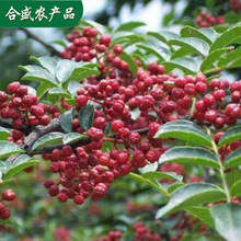 山东红麻椒食用大红袍麻椒红花椒粒特麻特香花椒粉原料花椒调料