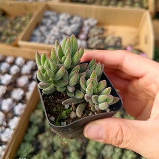 �q� �����y��  ����׃�S����ֲ��