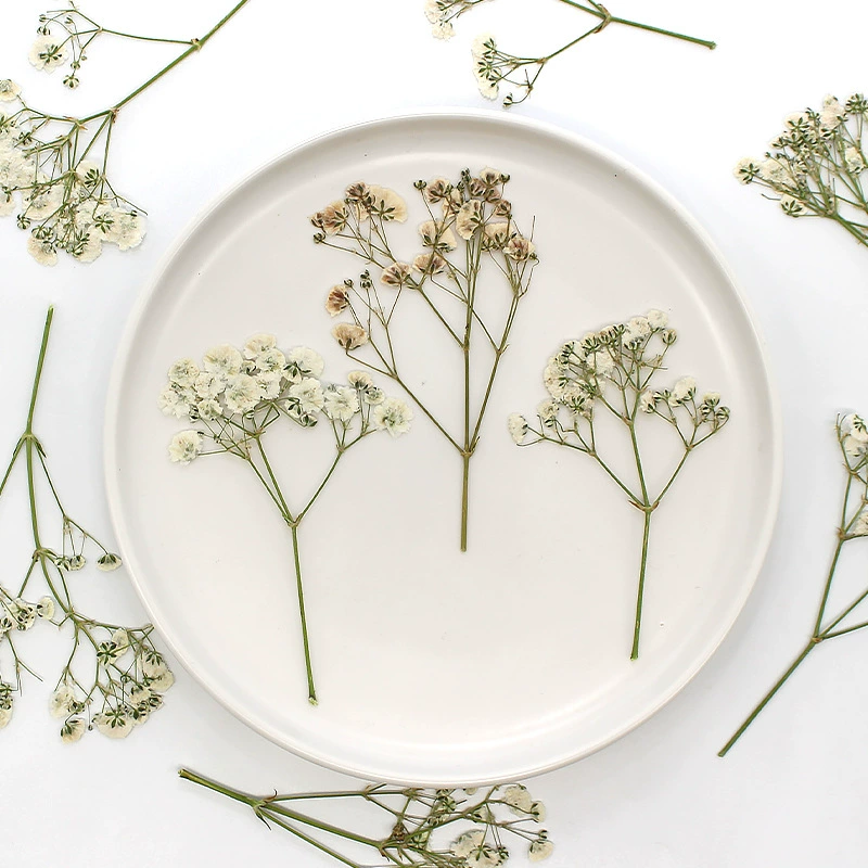 Звездный белый сушеный цветок с тиснением DIY клей чехол для мобильного телефона фоторамка ручной счет поздравительная открытка украшения мероприятия для детей