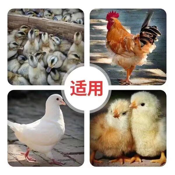 New universal chicken