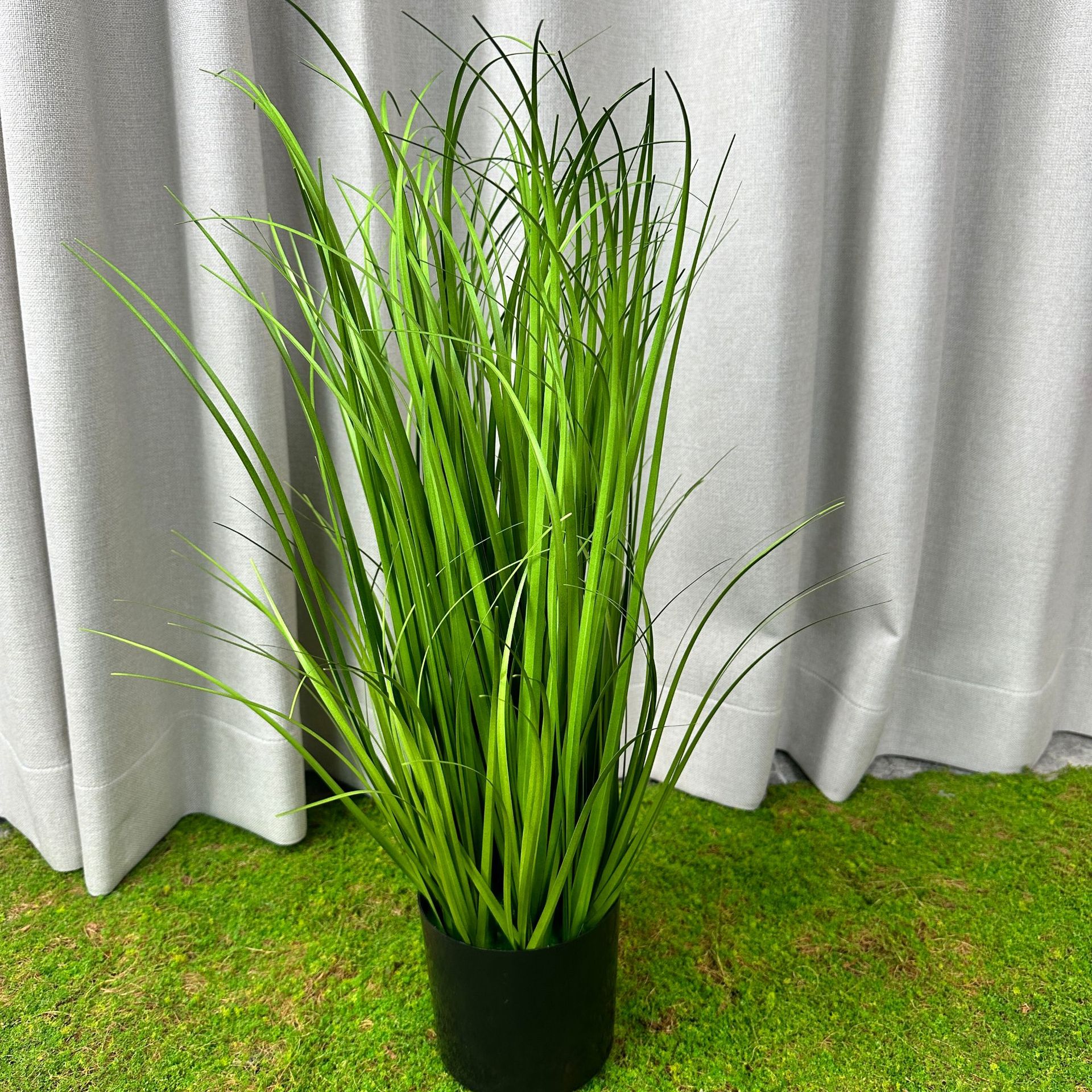 Primavera hierba de junco (50cm de altura)