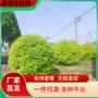 庭院小叶工程道路女贞球