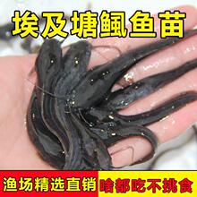 埃及塘鲺鱼苗革胡子鲶鱼苗大口鲶鱼凶猛淡水养殖可食用八须塘角鱼