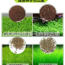 ˮ�ݷN�� ���㌦�~ ǰ���� ���~����N�� �~��ˮ�����쾰�b����l