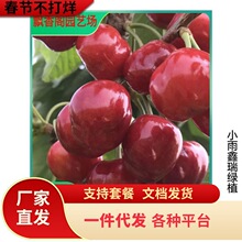 ���Ҙ���܇���Ӵ���������Ե��Ԯ���Y���Ϸ������Nֲ�޽ӹ�����