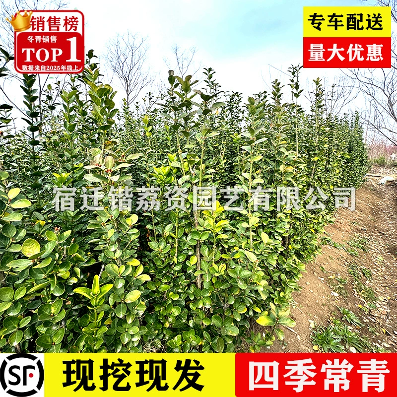 [Саженцы самшита Хоккайдо Wintergreen] Хвойные растения, устойчивые к холоду круглый год, предпочтительные саженцы для живой изгороди во дворе, прямая доставка с базы.