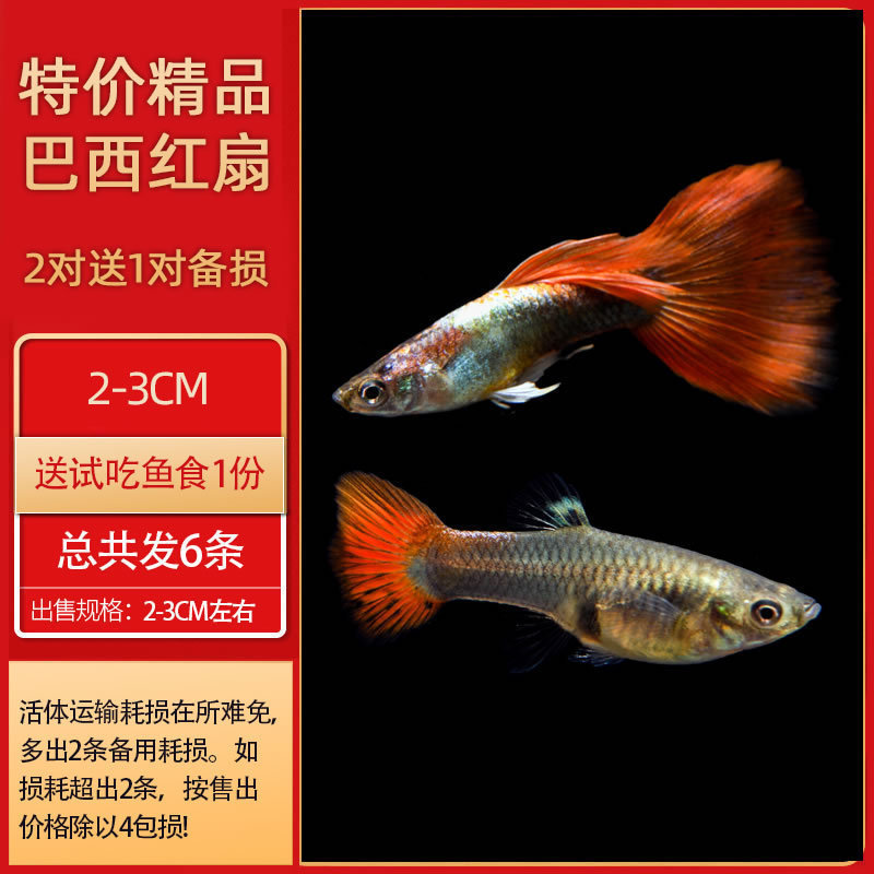 孔雀鱼热带鱼小型活体观赏鱼凤尾鱼冷水好养耐活耐养金鱼斑马活鱼|undefined
