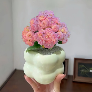Haitianxia Longevity Flower Succulent Plant Pink Flowering Plant Living Room Balcony Potted Green Plant Flower Easy to Grow for Novices