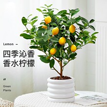 香水柠檬树盆栽室内花卉植物四季常青观果可食用绿植好养易活跨境