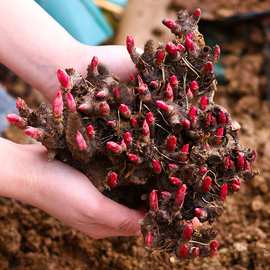 芍药花苗重瓣带芽大根块四季开花多年生室内庭院绿植观花盆栽耐寒