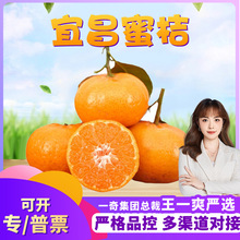 【严选】湖北宜昌蜜桔 代发3斤酸甜无籽甜桔子早熟黄柑橘应季水果