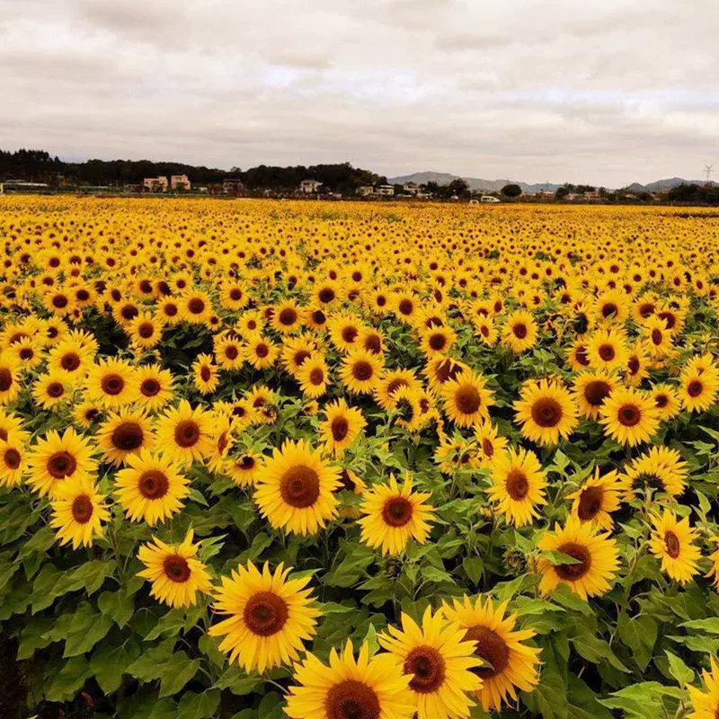 Семена подсолнечника посевные в любое время года, съедобные семена подсолнечника, высокие и низкие семена декоративных ландшафтных цветов подсолнечника.