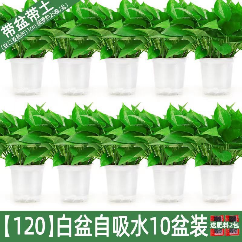 2층 흰색 화분 10개 + 흡수성 화분 + 영양액 [특별 제공 작은 포토스]