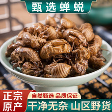 热卖野生蝉蜕100g克蝉衣新货金蝉衣知了皮知了壳虫退蝉退壳包邮
