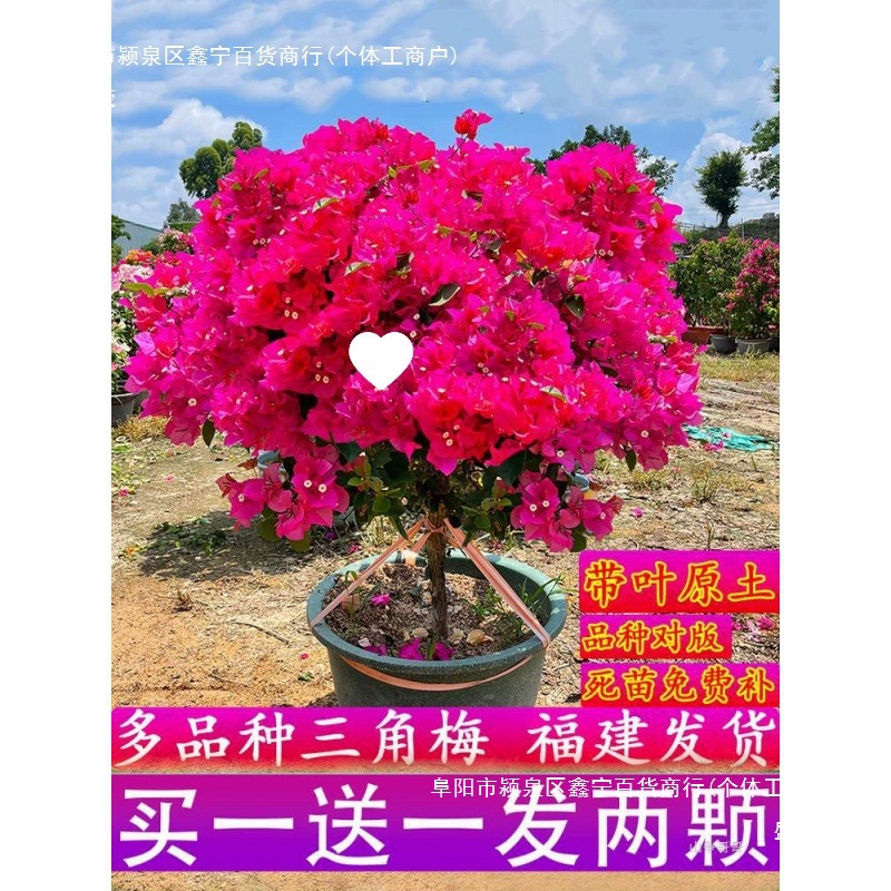 Красное растение-буянвиллия с двойными лепестками в горшке с цветами, саженцы бугенвиллии, плодородные цветочные сорта, вьющиеся комнатные цветочные растения на старом сучке для всех сезонов.