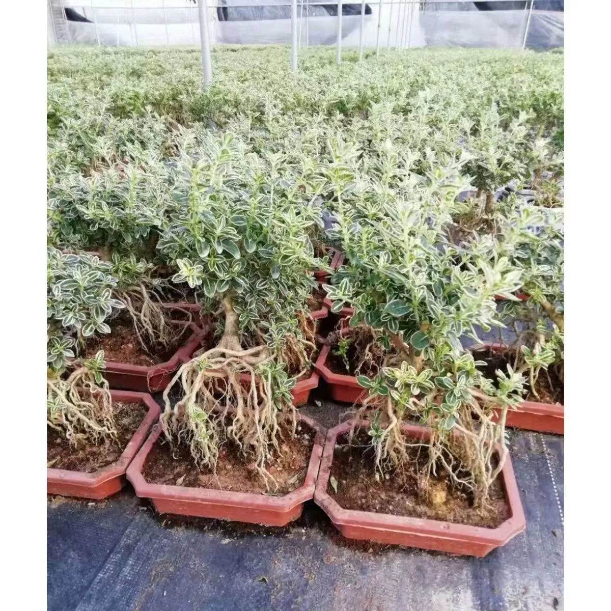 Tigen June Snow Бонсай Моделирование скал Хорошее сельское хозяйство и Легкая жизнь Зеленые растения Офис Гостиная Чайный столик Балкон Цветочные растения в горшках