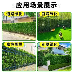 �����G�h�lì�G���綬���S���С�^���^�ļ����಻���~�ͺ�ֲ��