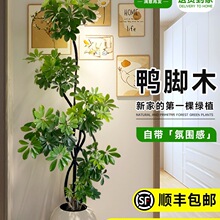 ���_ľ�͏d�����԰˷���ؔ�����;Gֲ����ľ�Z�Ʋ��҃����ʽֲ��