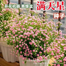 �M���ǷN�ӷ�ɫ�M�����ذ�zʯ���̨�׷N���M�軨�N�����r���N��