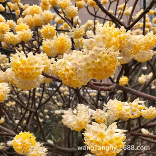 �Y����Y�㻨��ͥԺ�G��ֲ��Y������������Y��������ϲ������