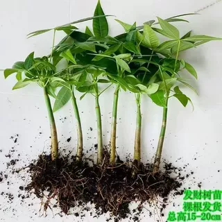 五福原生发财树发财树水养水培单杆正宗室内外绿植盆栽招财四季