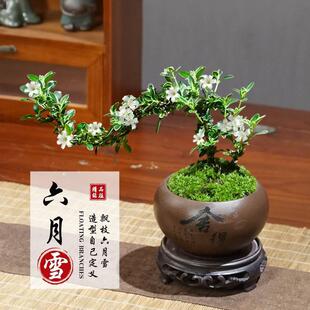 Potted Old Stump of Philodendron'June Snow' for Office Desktop, Small Leaf Philodendron Bonsai for Living Room Indoor Plant