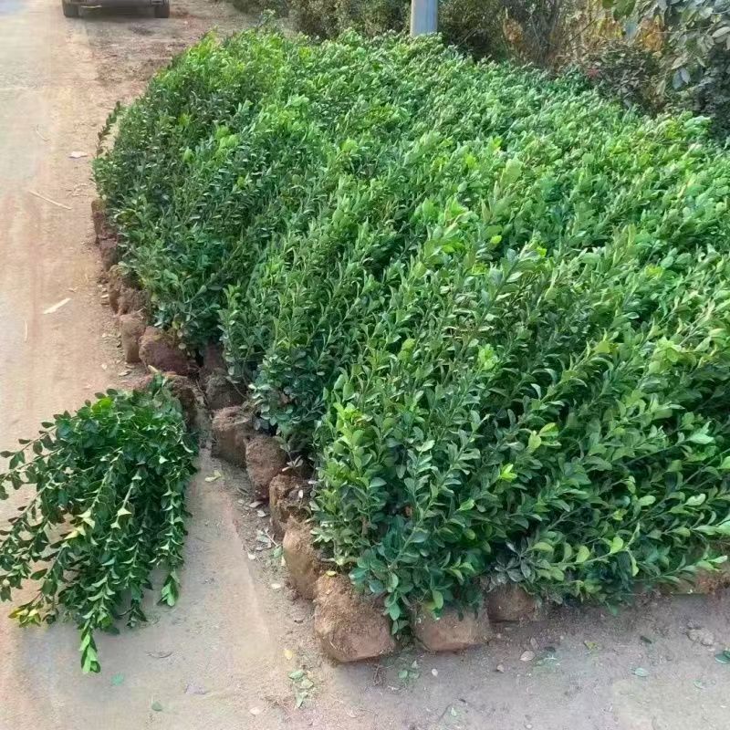 �ļ����ඬ���lì�����ͺ��z�|�lì�������ͥԺС�^�G������С��