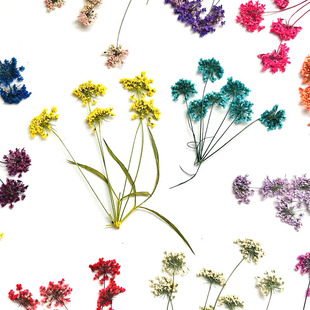 Multi-head Lace Dried Flower Snow Bead Flower Specimen Dropping Glue Mobile Phone Shell Real Flower Handmade DIY Material Dried Flower Embossed