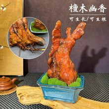 ��ľ�����҃ȿ����L΢���^�ͶY̴������k�����辰������Ȼ��ľ