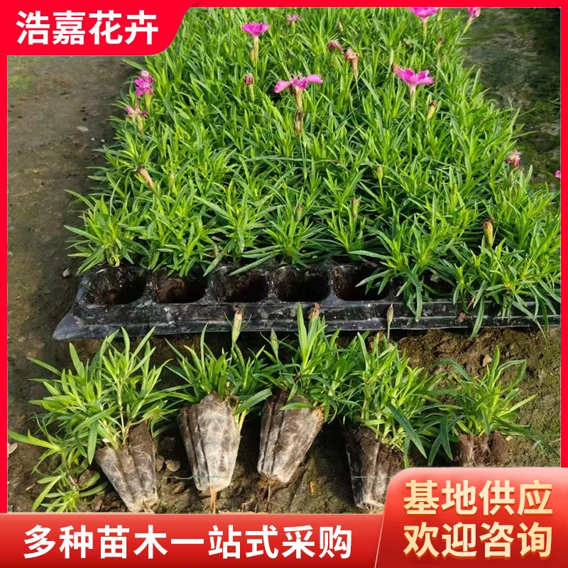 Европейский саженец каменного горца, двухцветный горшечный саженец, уличный газон, растительность, парк, зеленение, многолетник, европейский саженец каменного горца