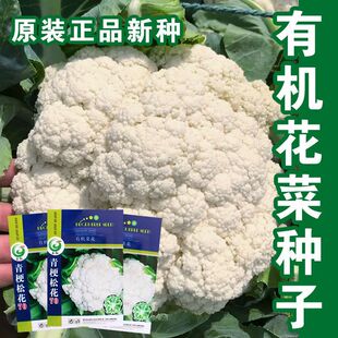 �ɻ��˷N��̨�������๣��Ҭ��70�����촺���ļ��߲˷N��