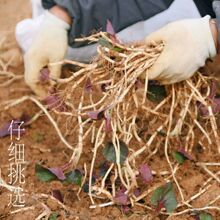 �F�����r�~�Ȳ��۶����ȶ����۸�Ұ��������������r�߲�